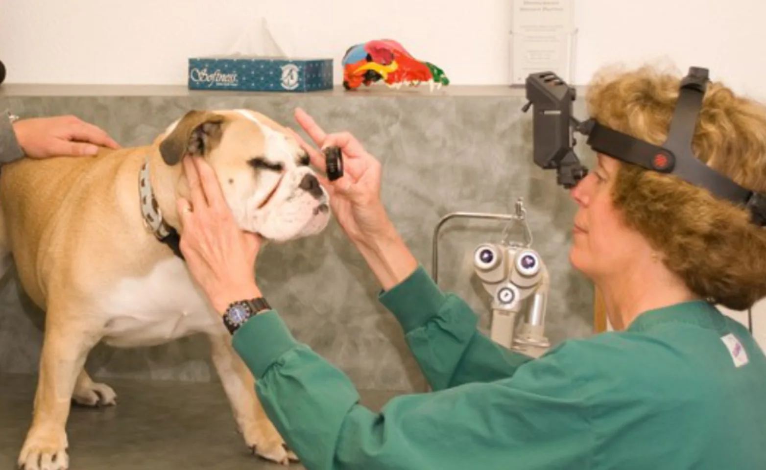 Bulldog getting eyes checked by a veterinarian